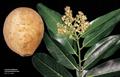 Sansapote